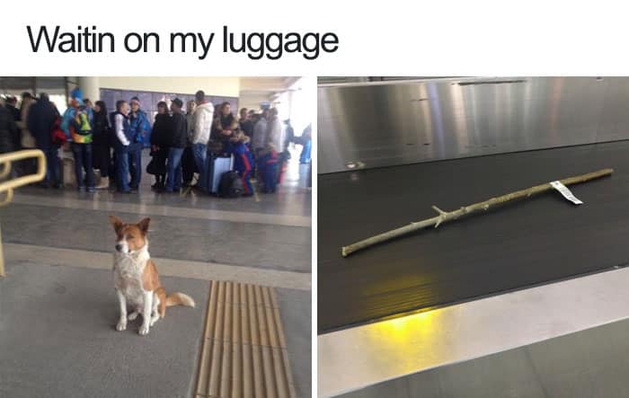 Dog waiting at airport luggage claim area next to a stick on the conveyor belt in a funny dog meme.