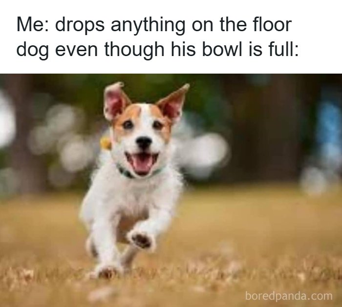 Playful dog running excitedly on grass, perfectly capturing funny dogs moments turned into amazing memes.