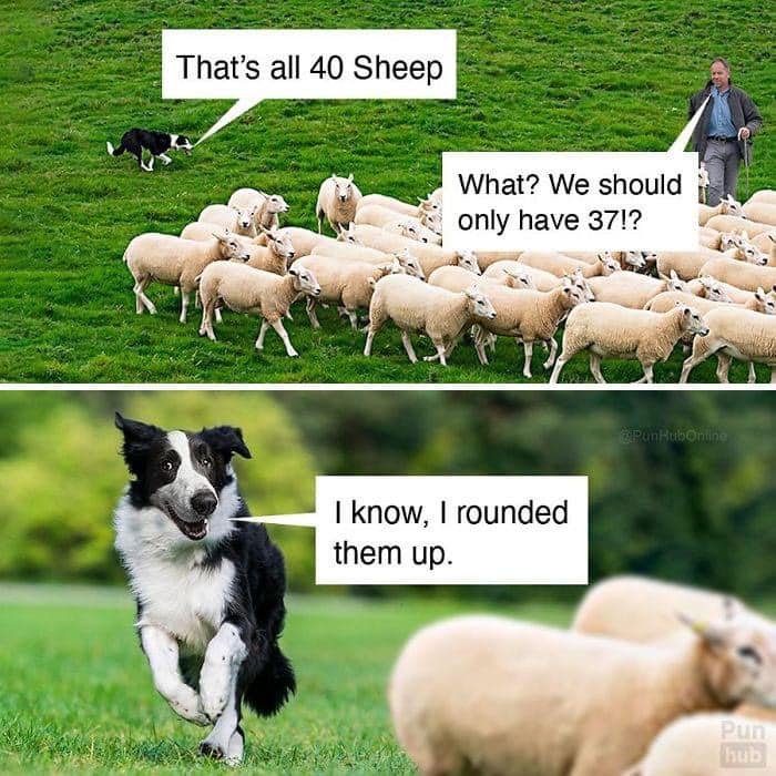 Border collie rounding up sheep in a green field with funny dog meme captions about counting sheep.