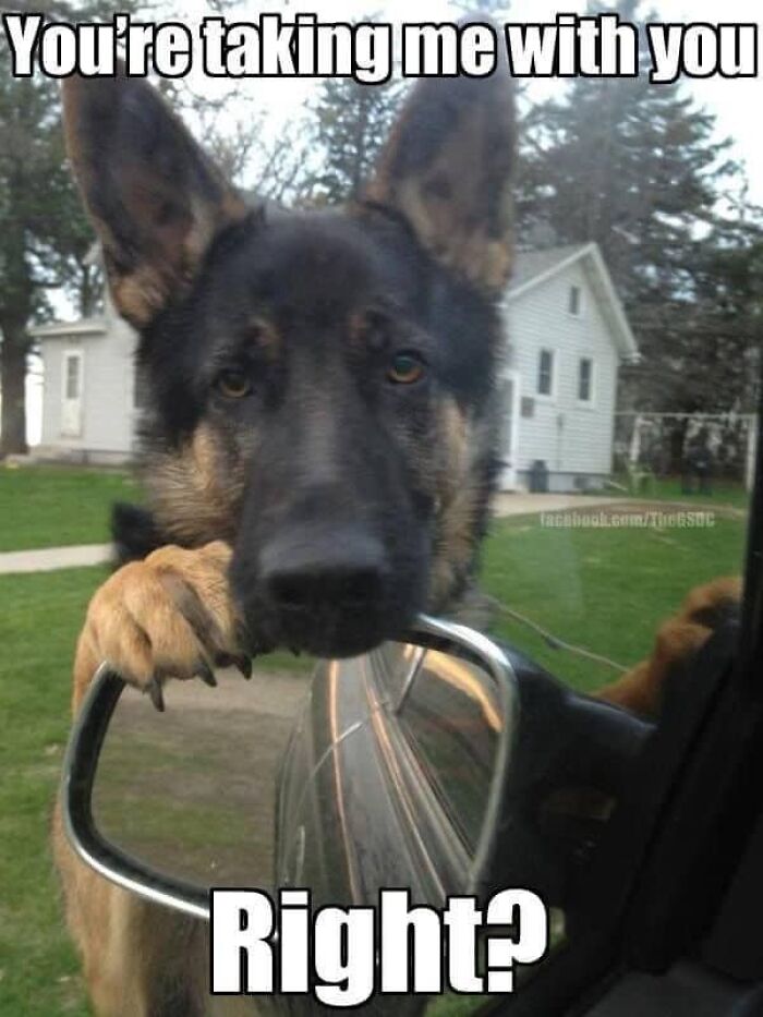 German Shepherd dog with paw on car side mirror looking inside, funny dog meme showing loyal pet wanting to come along.