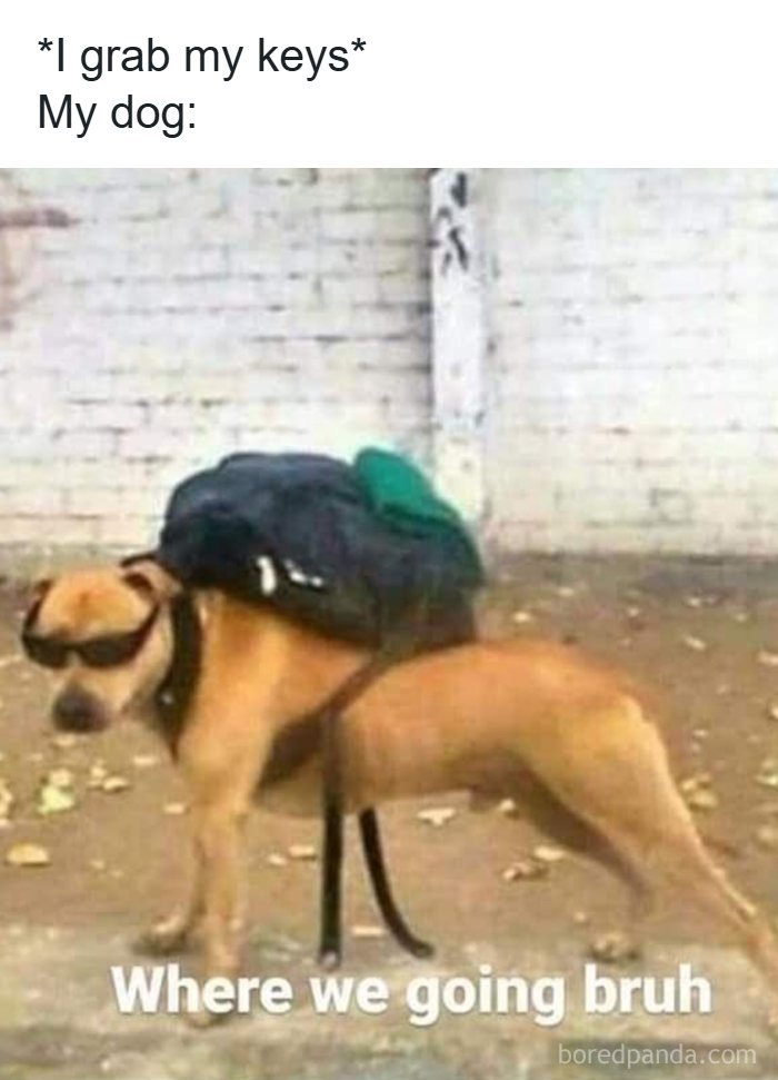 Dog wearing sunglasses and a backpack with funny meme text showing a humorous dog moment turned into an amazing meme.