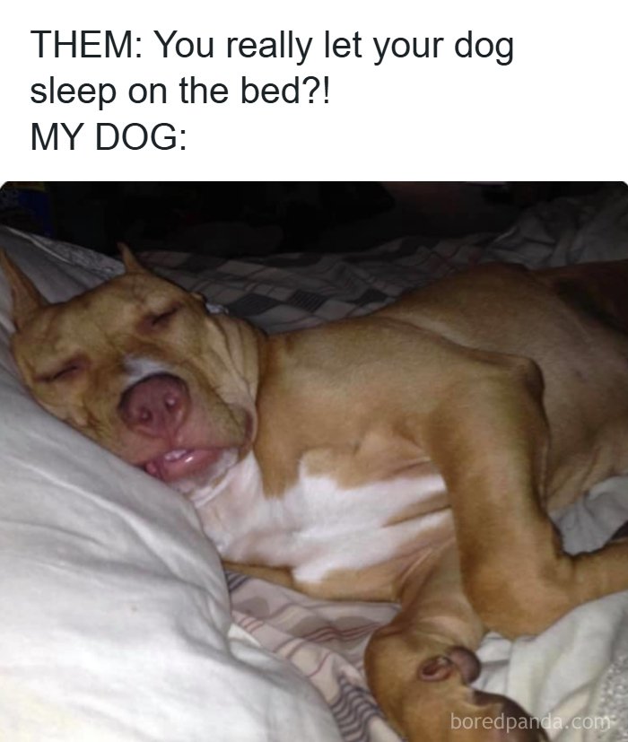 Dog sleeping on a bed with a funny expression, perfect for hilarious dog memes and funny dog moments.