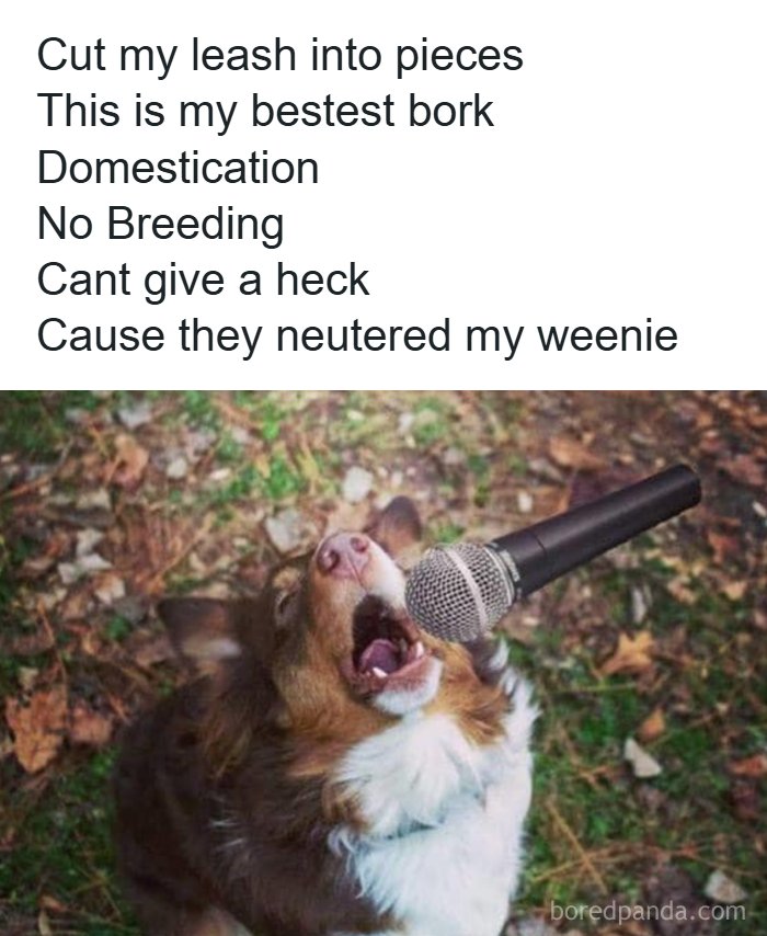 Funny dog meme with a dog singing passionately into a microphone, capturing hilarious dog moments in amazing memes.