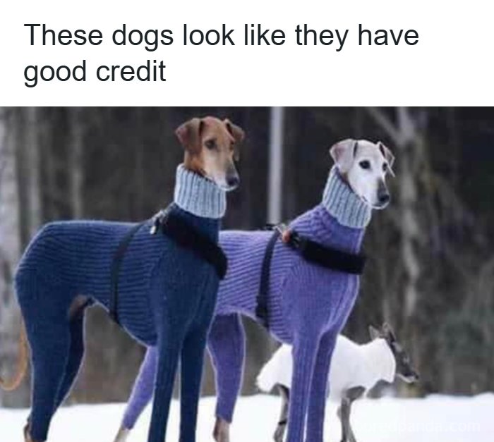 Two dogs in knitted sweaters standing outdoors, showcasing funny dog moments turned into amazing memes.