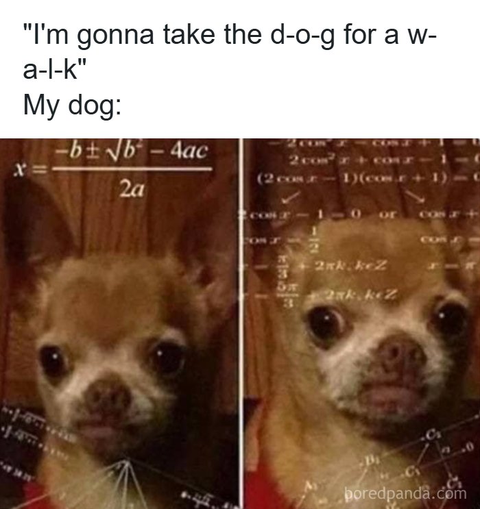 Small dog with a confused expression surrounded by humorous math equations, a funny dog meme about taking a walk.