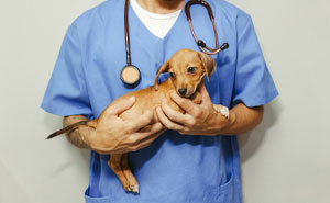 40 Pet Names So Unhinged Even Pharmacists Had To Laugh