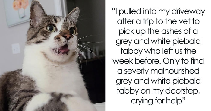30 People Spilled The Beans On How They Became Cat Owners, And The Stories Are Just Too Wholesome