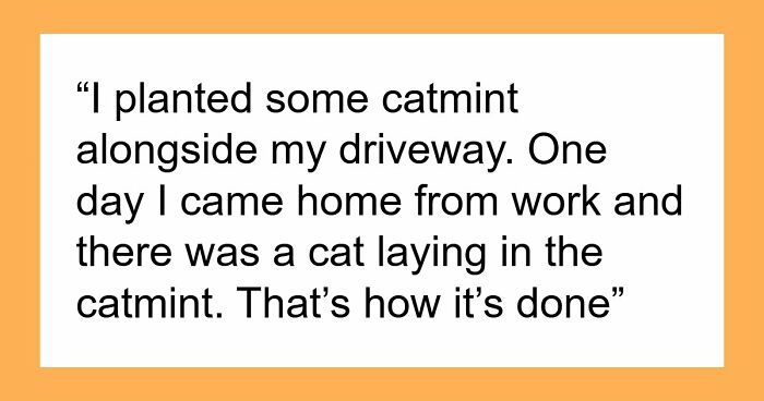 30 People Spilled The Beans On How They Became Cat Owners, And The Stories Are Just Too Wholesome