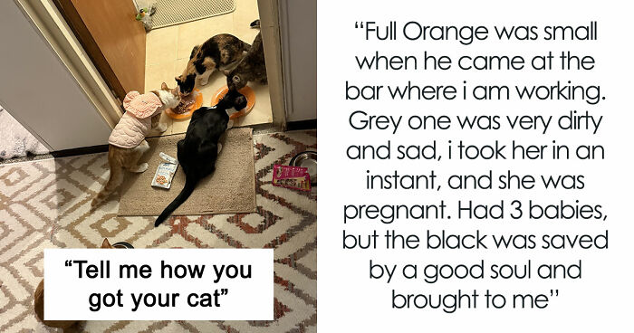30 People Spilled The Beans On How They Became Cat Owners, And The Stories Are Just Too Wholesome