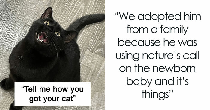 30 People Spilled The Beans On How They Became Cat Owners, And The Stories Are Just Too Wholesome