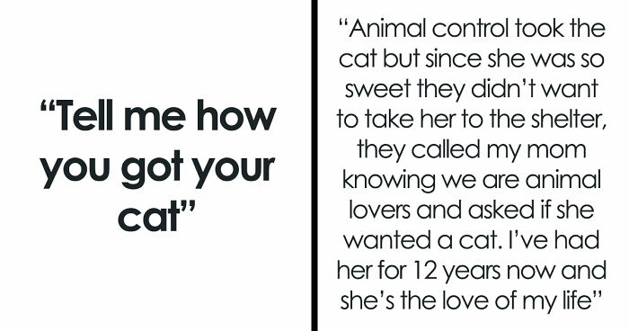 30 People Spilled The Beans On How They Became Cat Owners, And The Stories Are Just Too Wholesome