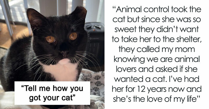 30 People Spilled The Beans On How They Became Cat Owners, And The Stories Are Just Too Wholesome