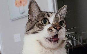 30 People Spilled The Beans On How They Became Cat Owners, And The Stories Are Just Too Wholesome