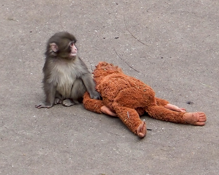 Baby monkey Punch sitting next to a plush toy, highlighting IKEA praised for generous gift to baby monkey Punch. Baby monkey Punch sitting next to a plush toy, highlighting IKEA praised for generous gift to baby monkey Punch.