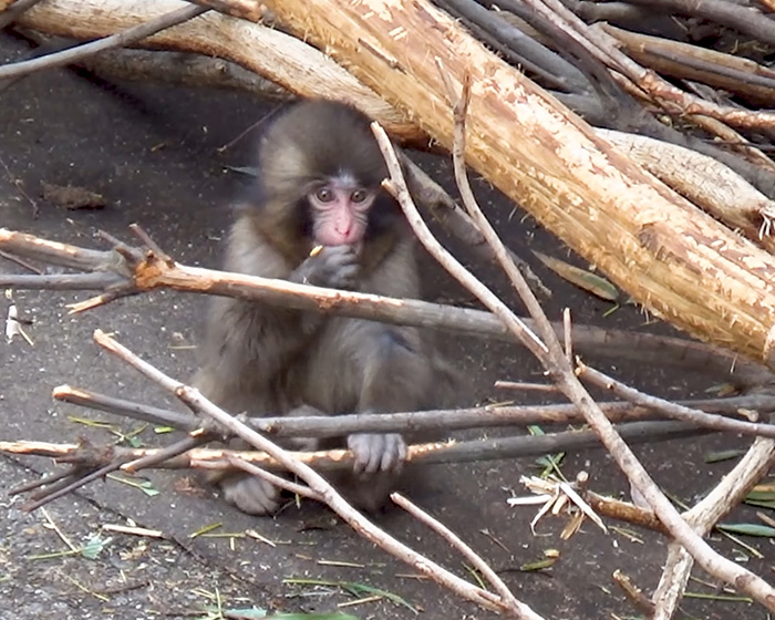Baby monkey Punch sitting among branches, praised for IKEA generous gift after being abandoned by mom. Baby monkey Punch sitting among branches, praised for IKEA generous gift after being abandoned by mom.