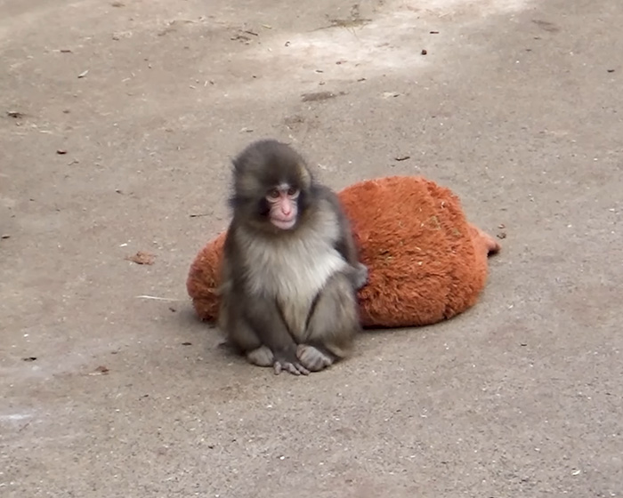 Baby monkey Punch sitting on a concrete floor next to a large brown plush toy, praised by IKEA for a generous gift. Baby monkey Punch sitting on a concrete floor next to a large brown plush toy, praised by IKEA for a generous gift.
