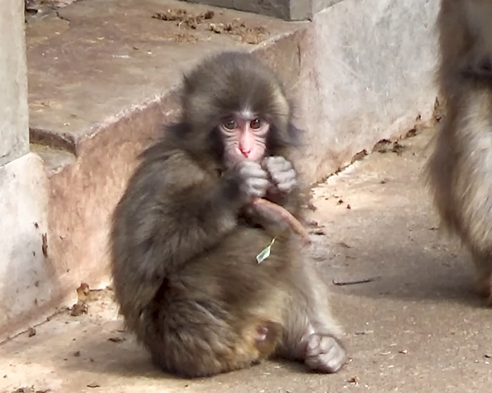 Baby monkey Punch sitting on the ground holding a small stick after going viral and receiving generous gift from IKEA. Baby monkey Punch sitting on the ground holding a small stick after going viral and receiving generous gift from IKEA.
