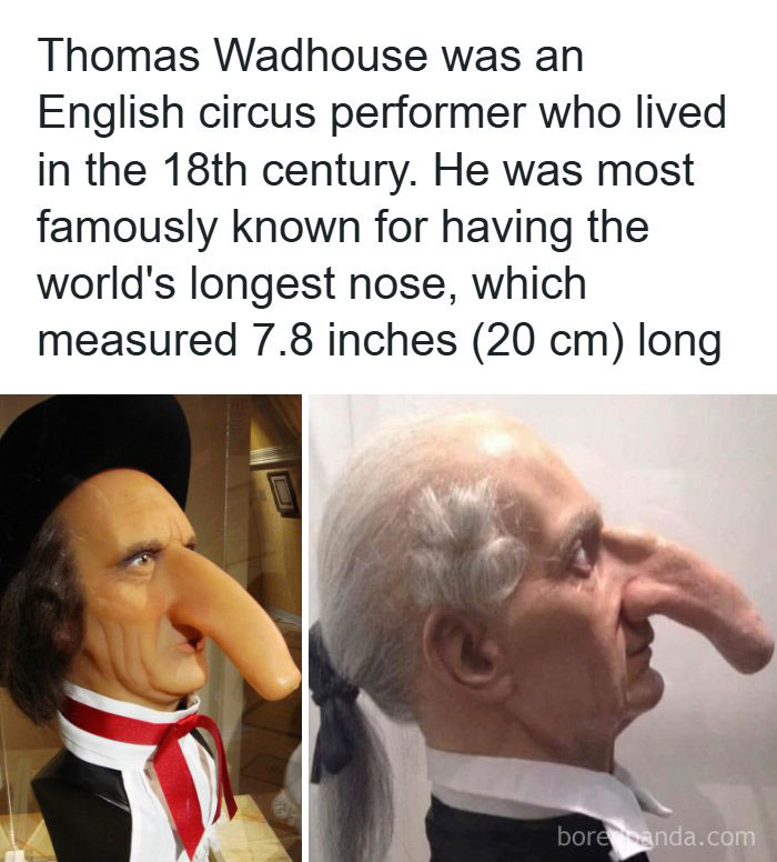 Busts of Thomas Wadhouse with absolute units of the world's longest nose measuring 7.8 inches in detailed close-up.
