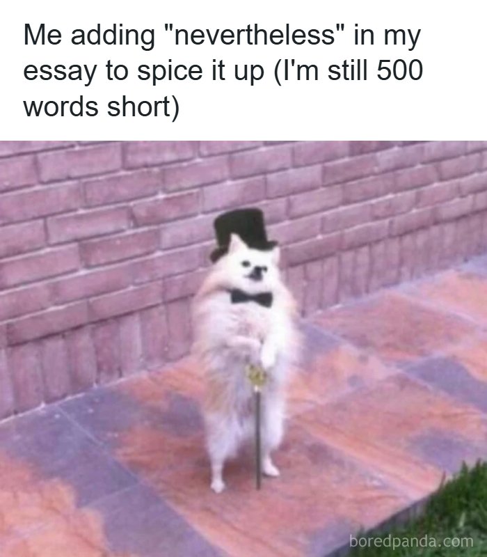 Small dog dressed with a top hat and cane, humorously captioned about adding "nevertheless" to essay, college memes for students.
