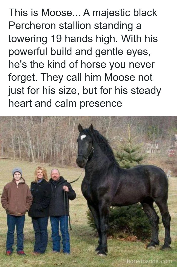Majestic black Percheron stallion named Moose stands towering 19 hands high next to three smiling people outdoors.