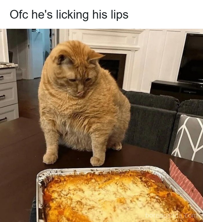 Chubby orange cat licking lips while looking at cheesy baked pasta, a weirdly hilarious image to improve your feed and mood.