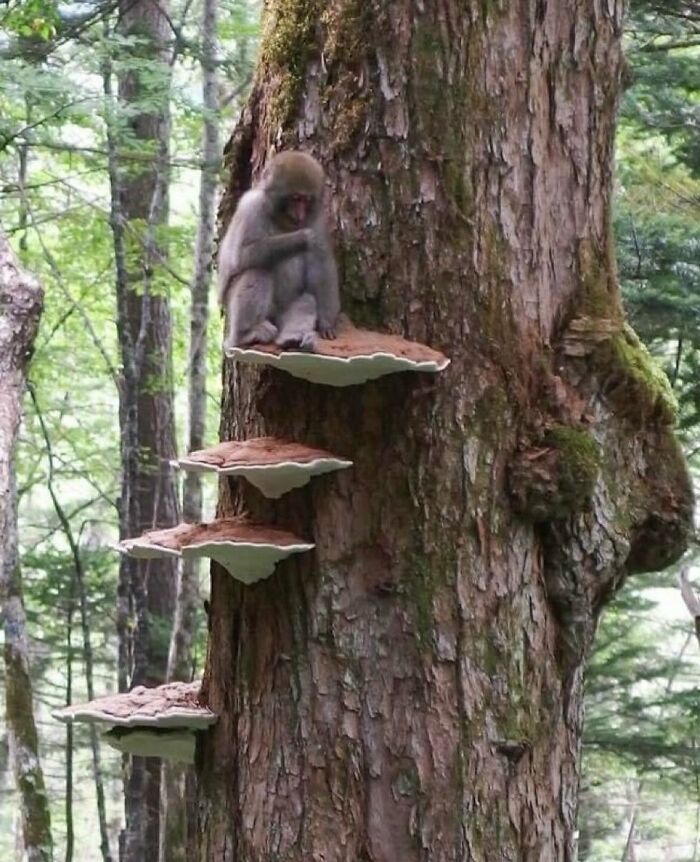 Monkey sitting on large mushrooms growing on tree, creating a reality glitch illusion in a forest setting.