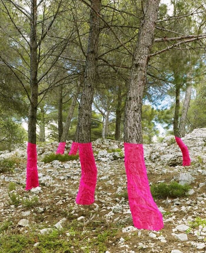 Pine trees in a rocky forest with trunks covered in bright pink fabric, creating a reality-glitched illusion effect.