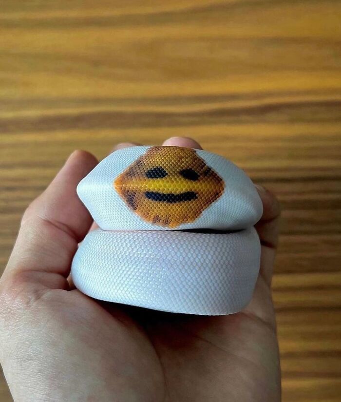 Hand holding a white snake with a pattern that looks like a smiling face, creating a reality glitch illusion.