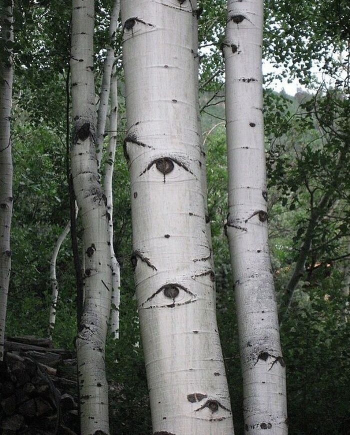 Birch trees with natural markings resembling eyes, creating a reality glitch effect in a clever staged illusion photo.