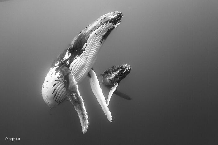 Two humpback whales swimming underwater captured in a stunning wildlife photographer of the year photo.