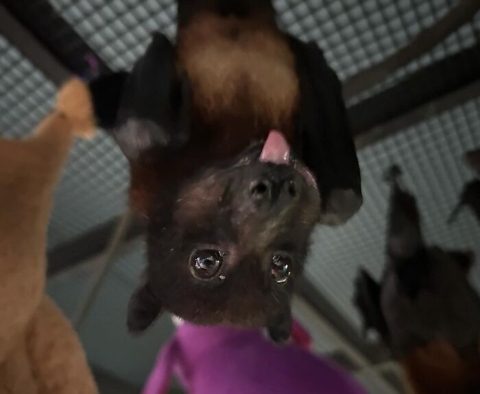 These Adorable And Incredible Bat Photos From Bat World Sanctuary Will Change The Way You See Bats (38 Pics)