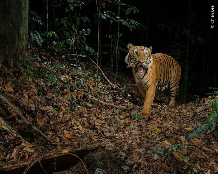 Tiger walking through a forest at night captured in stunning wildlife photography from the year People’s Choice Award.