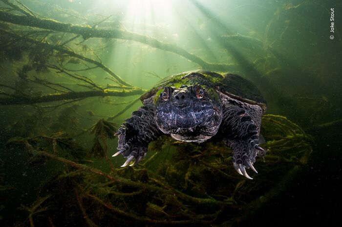 Underwater close-up of a snapping turtle with sharp claws in a murky freshwater habitat wildlife photographer award winner.