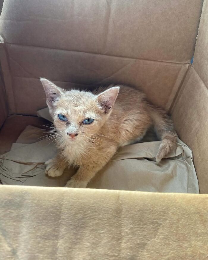 Um gatinho mudou a vida deste homem e agora ele resgata animais em tempo integral