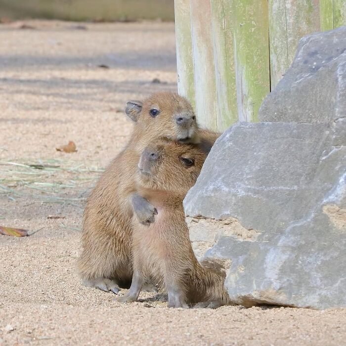 Two adorable capybara babies embracing each other near a rock and wooden fence in a sandy area.