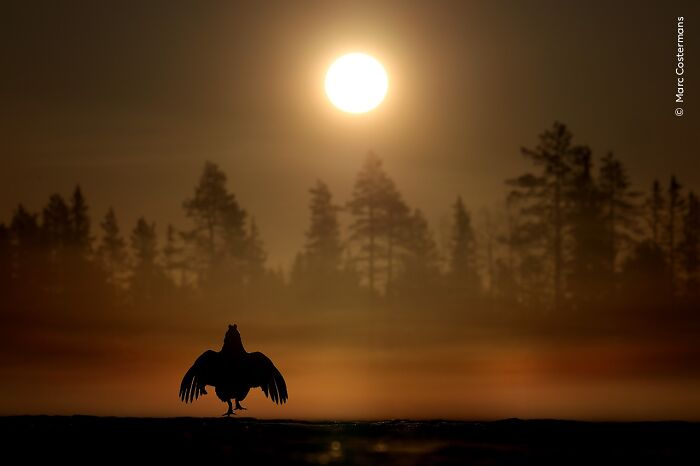 Silhouette of a bird with outstretched wings at sunset in a forest, captured by Wildlife Photographer of the Year award winner.