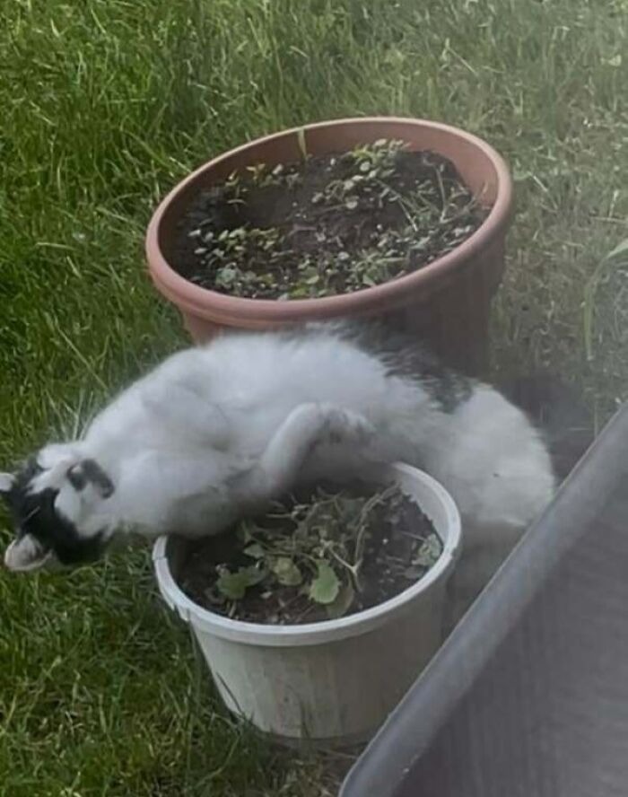 Cat living rent-free lying mischievously across two plant pots in a grassy garden, showing ungrateful pet behavior.