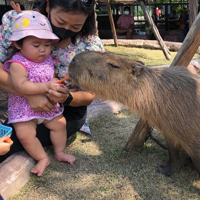 A toddler feeding an adorable capybara a carrot while sitting on an adult's lap outdoors.