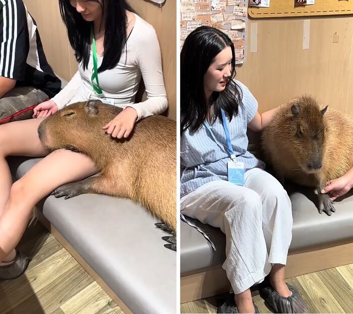 Adorable capybara resting peacefully on a woman's lap in a cozy indoor setting with soft lighting.