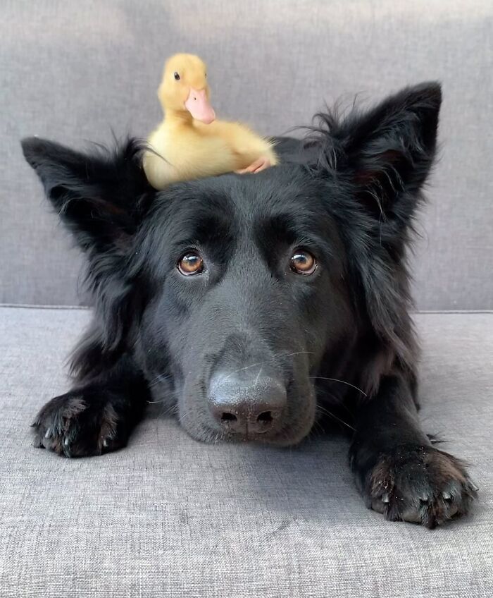 Black dog lying down with a yellow duckling perched on its head showing unexpected cross-species friendship.