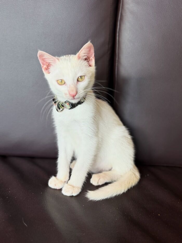 This Guy Thought He Was A “Dog Person” Until Rescue Kitten Lilo Changed His Mind This Guy Thought He Was A “Dog Person” Until Rescue Kitten Lilo Changed His Mind