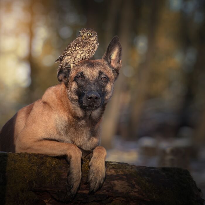 A dog resting on a log with an owl perched on its head, showcasing unexpected cross-species friendships.
