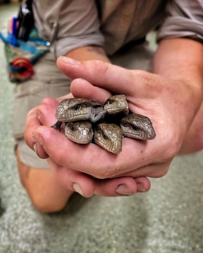 50 Adorable Wildlife Rescue Moments Showing Tiny Animals Safely Resting In Their Caregivers’ Hands