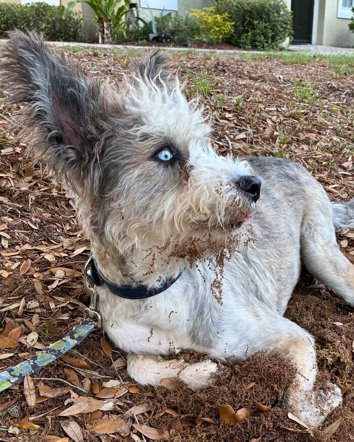 Special Needs Dog Einstein Was Given A Chance, And He’s Thriving Now Special Needs Dog Einstein Was Given A Chance, And He’s Thriving Now