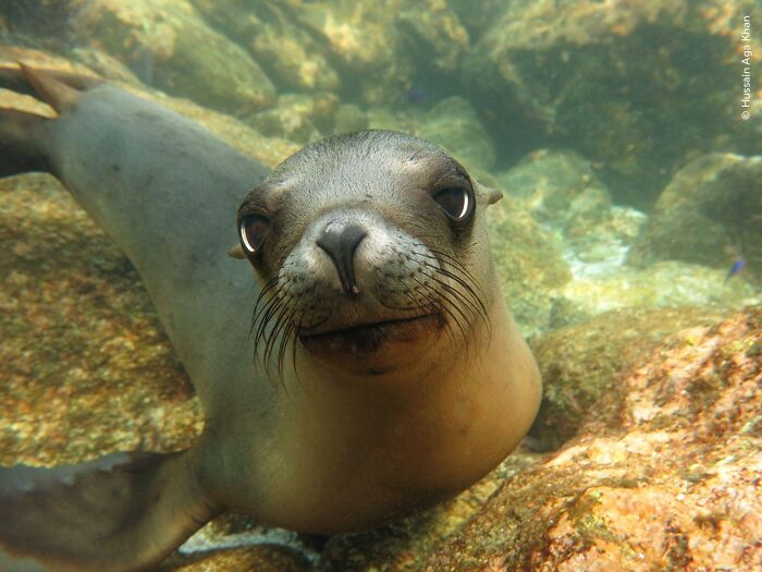 Close-up underwater photo of a curious sea lion among rocks featured in Wildlife Photographer of the Year contest.