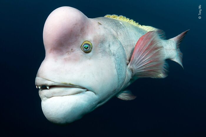 Unusual fish with a large forehead swimming in deep blue water captured by Wildlife Photographer of the Year People’s Choice Award.