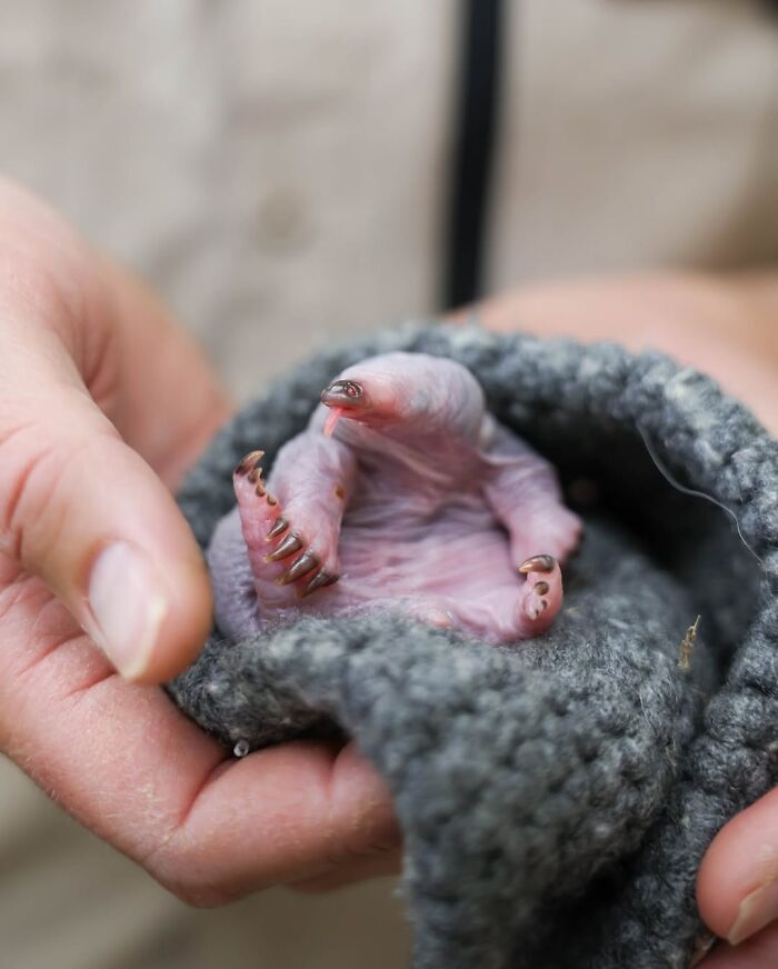 50 Adorable Wildlife Rescue Moments Showing Tiny Animals Safely Resting In Their Caregivers’ Hands