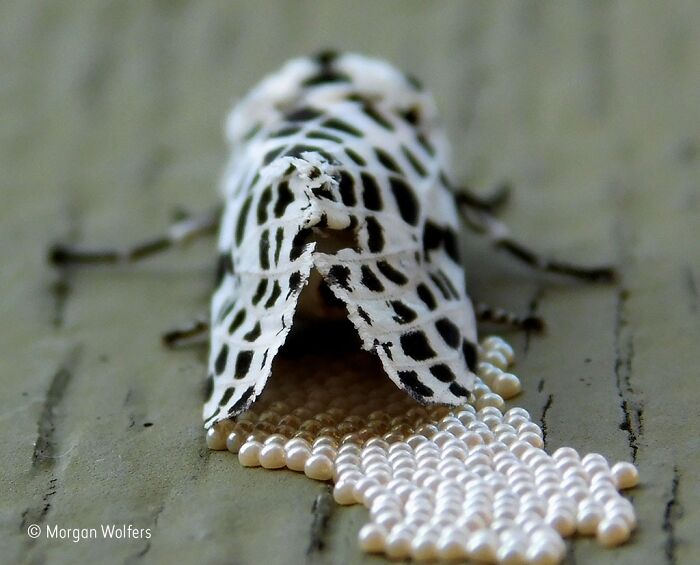 Close-up of a moth laying pearl-like eggs captured in stunning wildlife photographer of the year award photo.