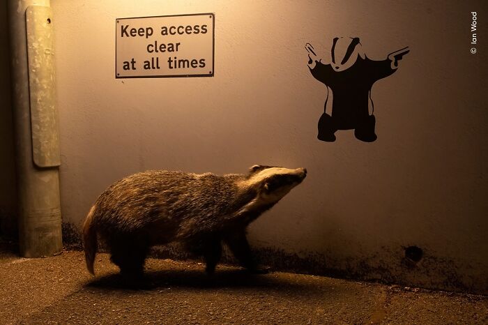 Badger walking near a wall with street art, captured in a stunning wildlife photographer of the year people’s choice award photo.