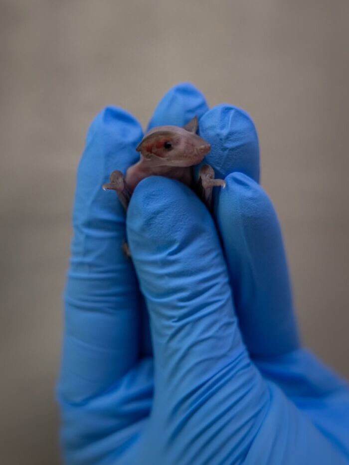 50 Adorable Wildlife Rescue Moments Showing Tiny Animals Safely Resting In Their Caregivers’ Hands
